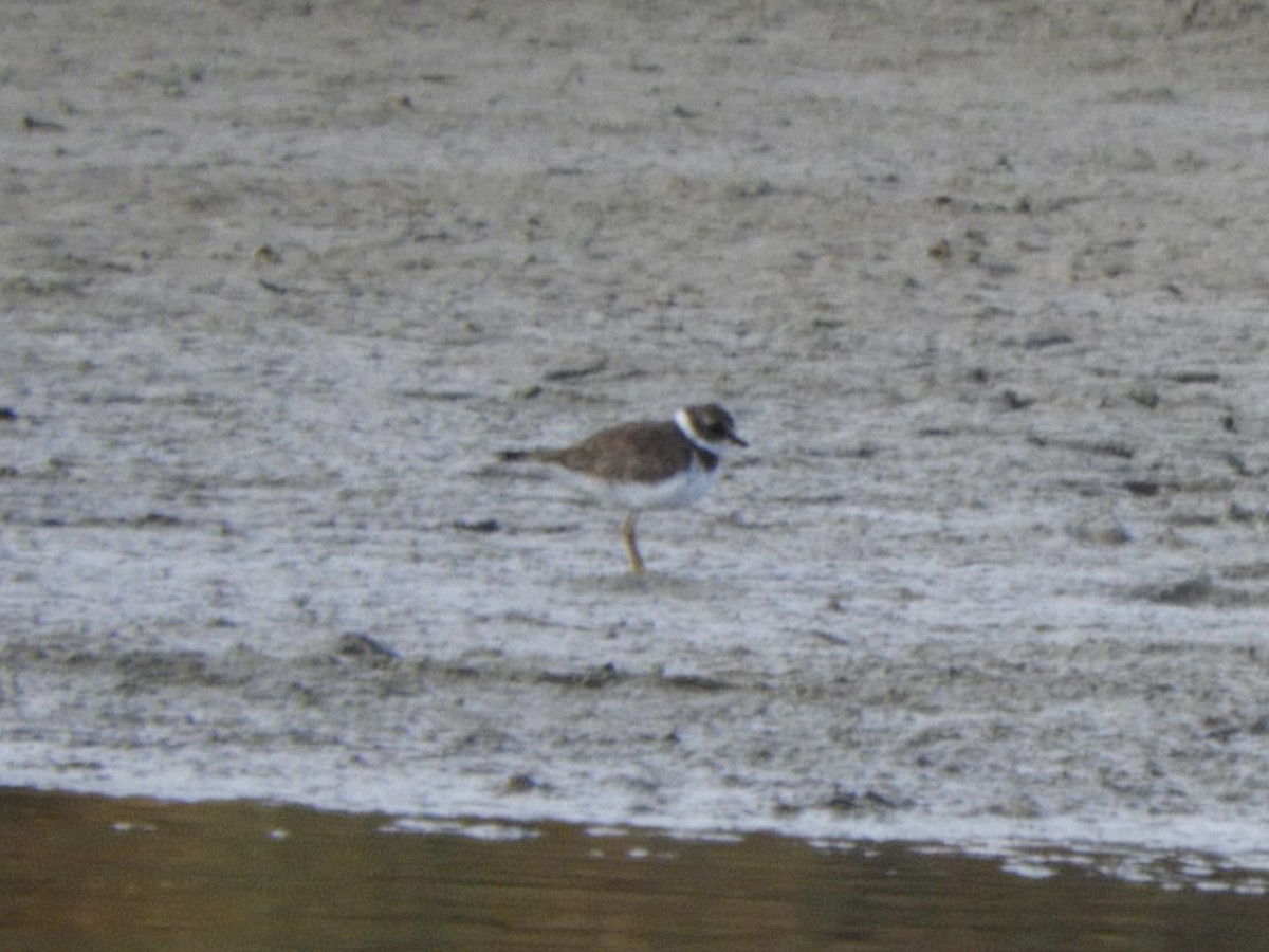 Semipalmated Plover - ML285561421