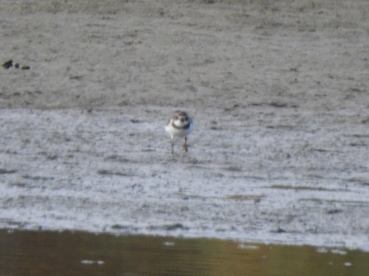 Semipalmated Plover - ML285561591