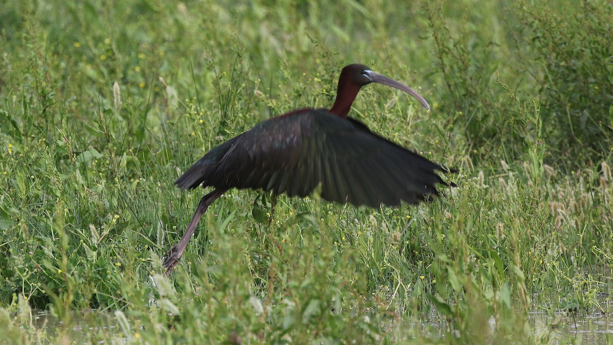 ibis hnědý - ML28556221