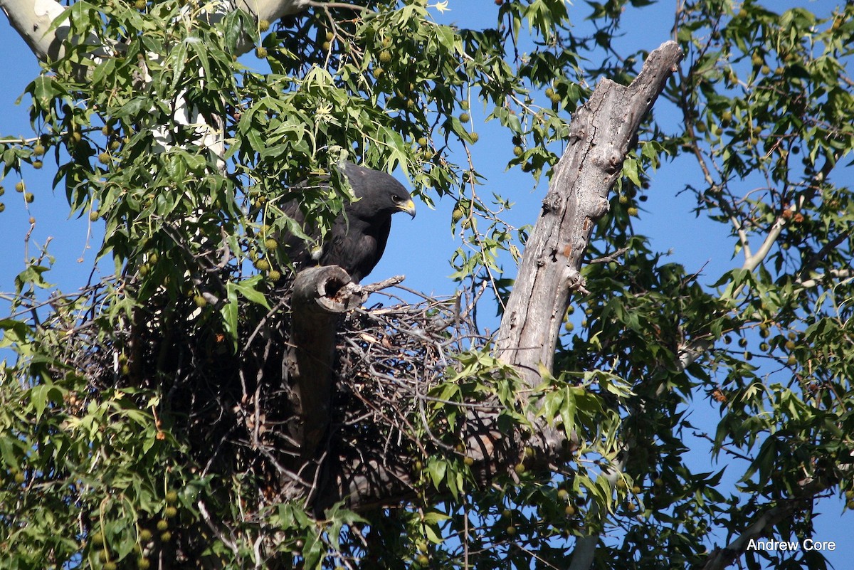 Zone-tailed Hawk - ML28556281