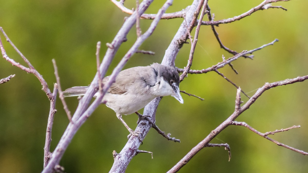 Eastern Orphean Warbler - ML28556331