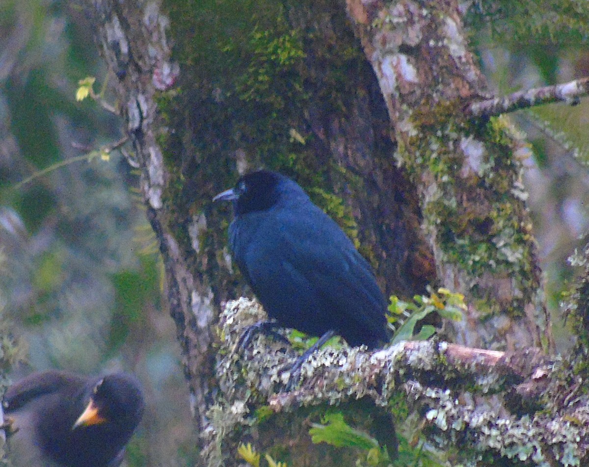 Black-throated Jay - ML285563651