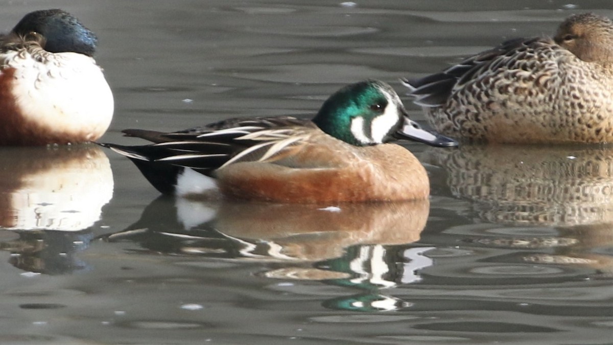 Hybride Canard souchet x C. d'Amérique - ML285563841