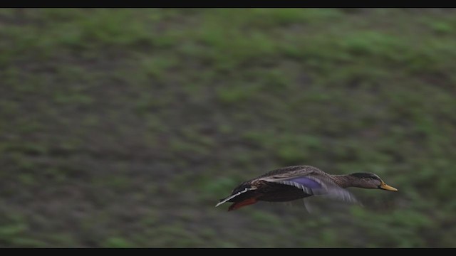 Mallard x Mottled Duck (hybrid) - ML285564021