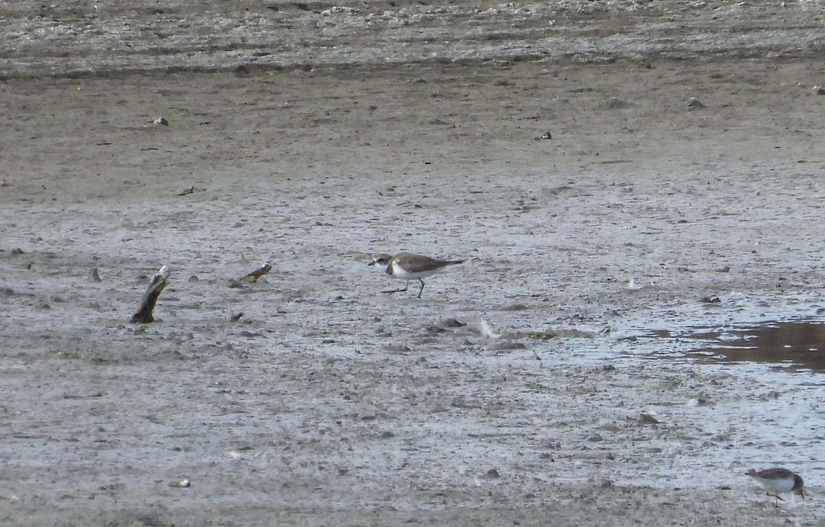 Semipalmated Plover - ML285565321