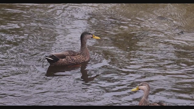 Mallard x Mottled Duck (hybrid) - ML285565541