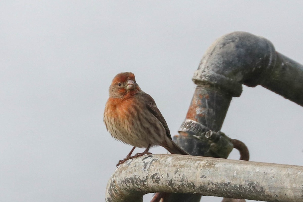 House Finch - ML285565561