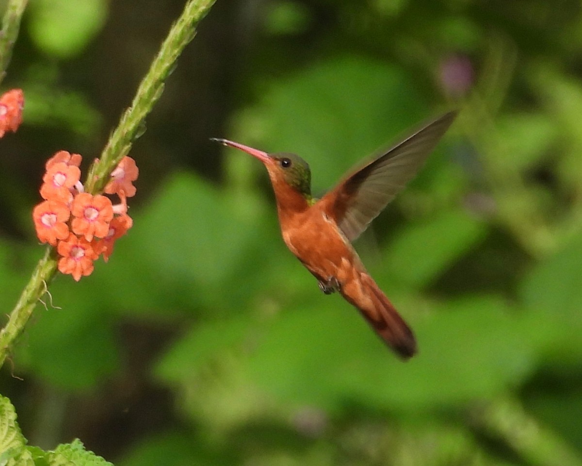 Cinnamon Hummingbird - grete pasch