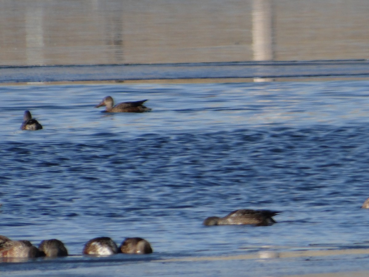 Northern Shoveler - ML285568901