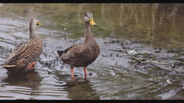 Mallard x Mottled Duck (hybrid) - ML285568951