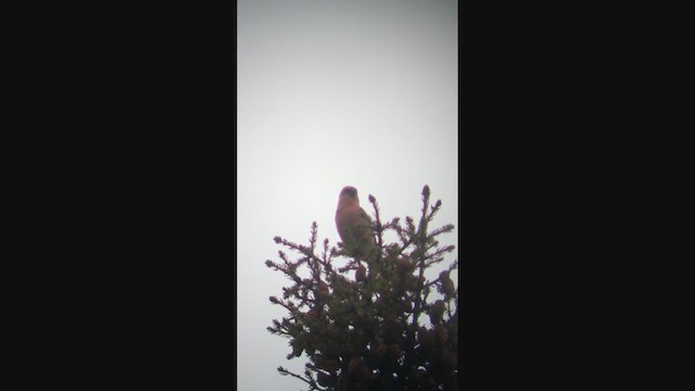 White-winged Crossbill - ML285569651