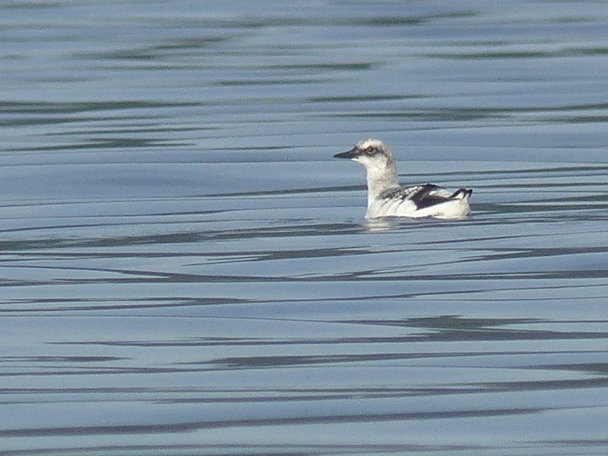 Pigeon Guillemot - ML285570201