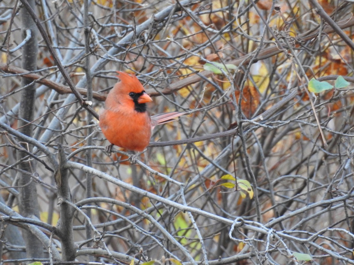 Northern Cardinal - ML285570611