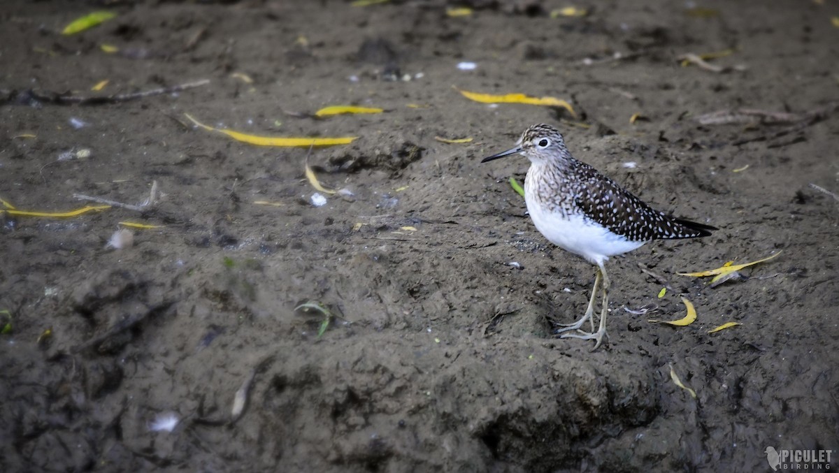 Solitary Sandpiper - ML285571221