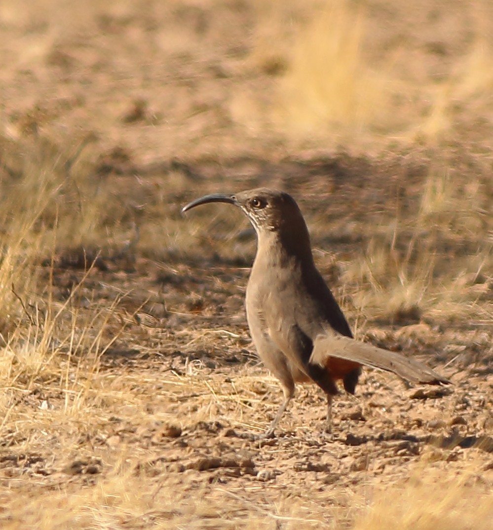 mesquitespottefugl - ML285571761