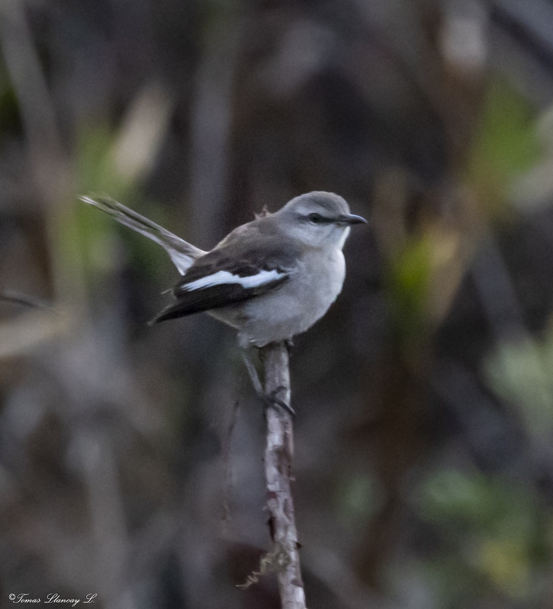 White-banded Mockingbird - ML285573461