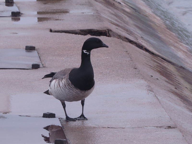 Brant - ML285574831