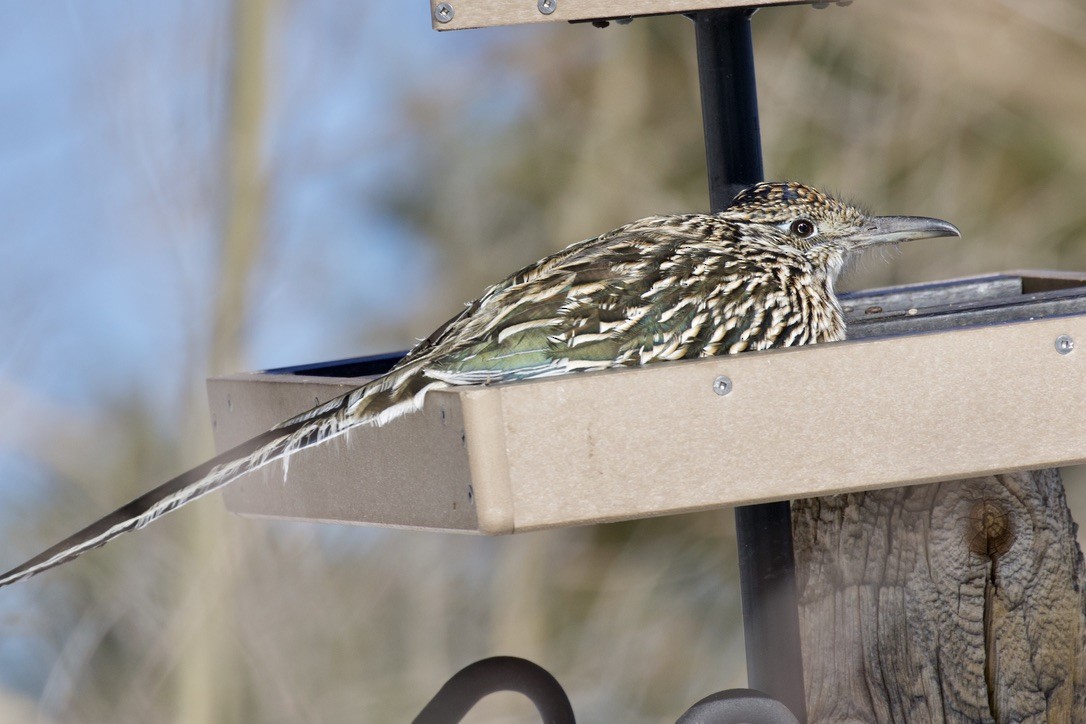 Greater Roadrunner - Daniel Conrad