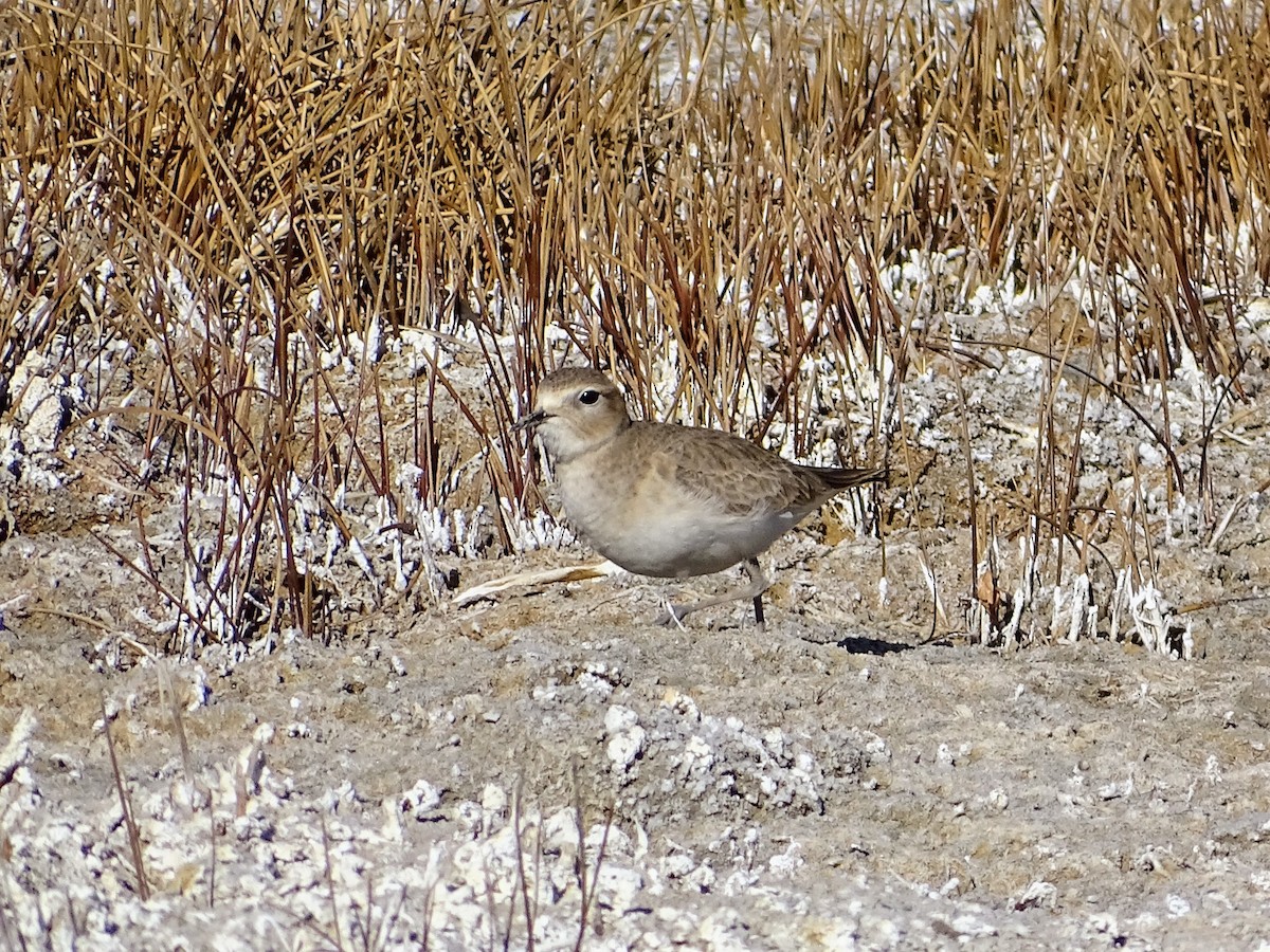 Chorlito Llanero - ML285576191