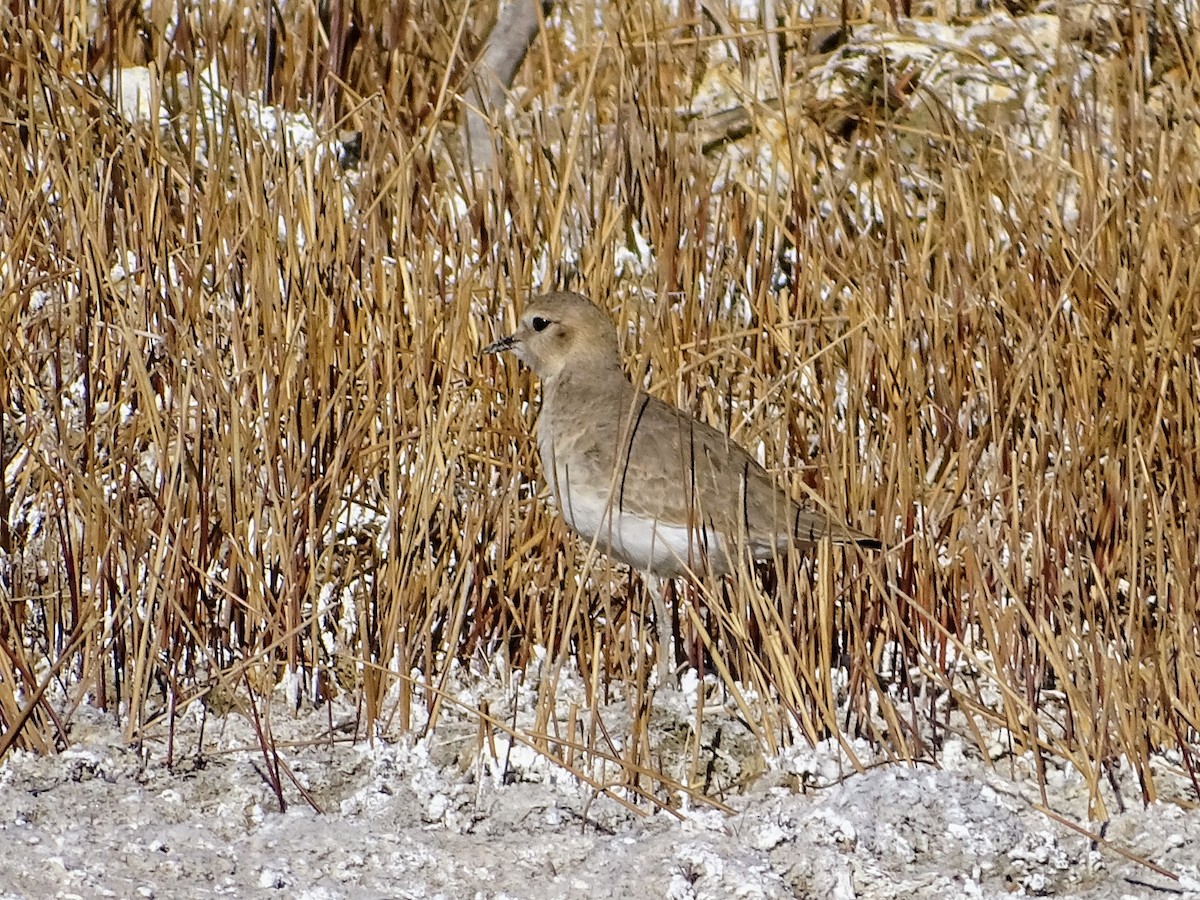 Mountain Plover - ML285576301