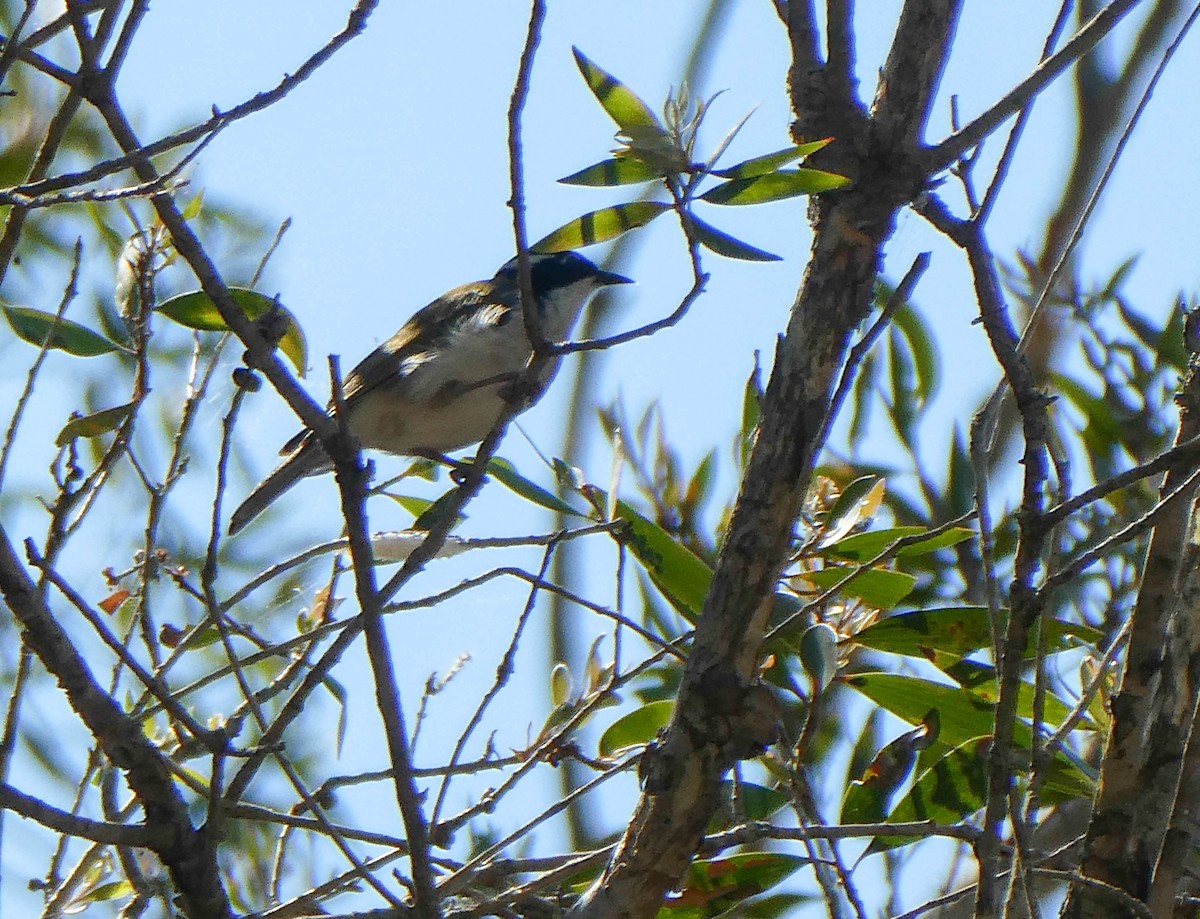 White-throated Honeyeater - ML285576511