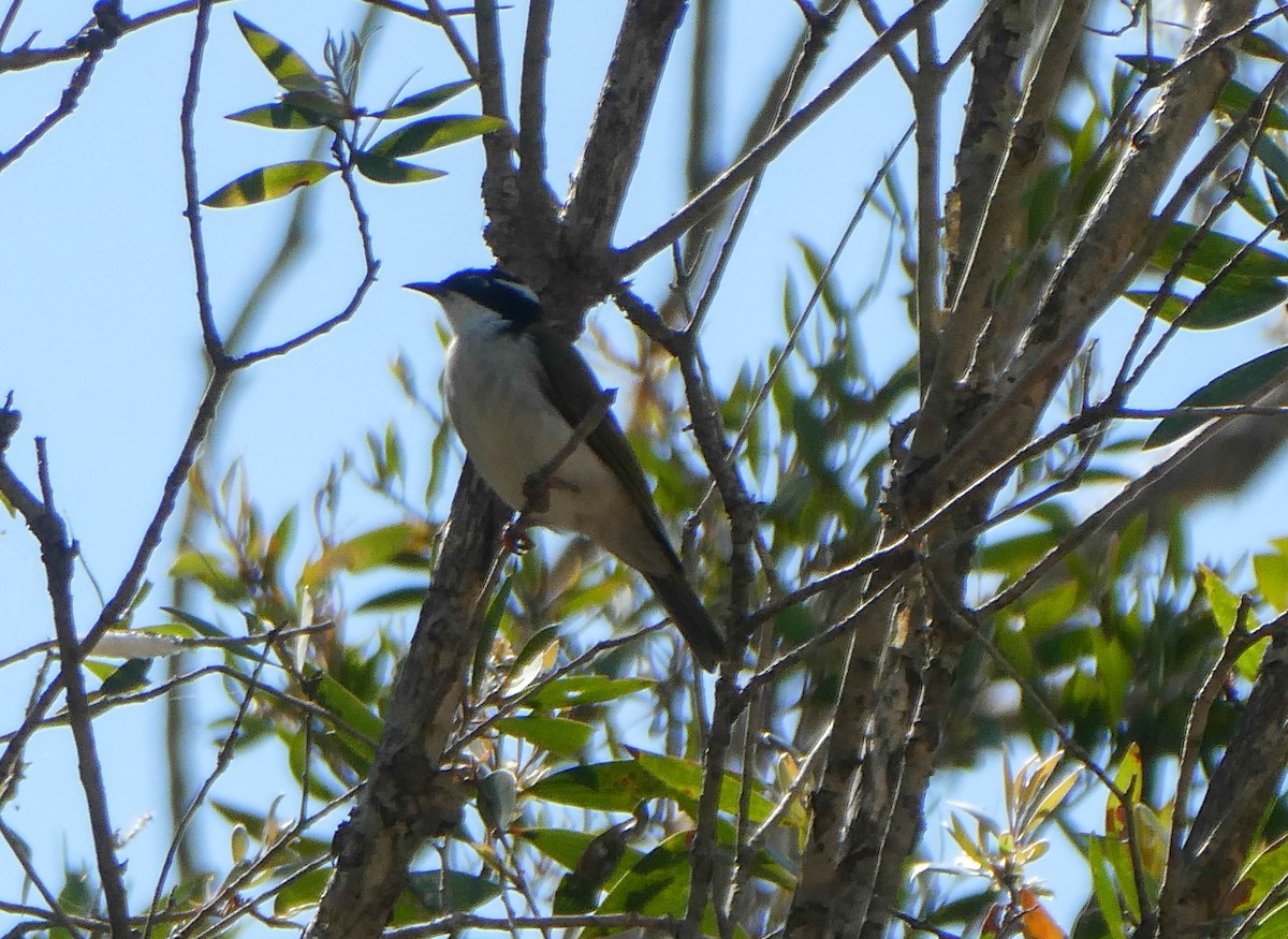 White-throated Honeyeater - ML285576521