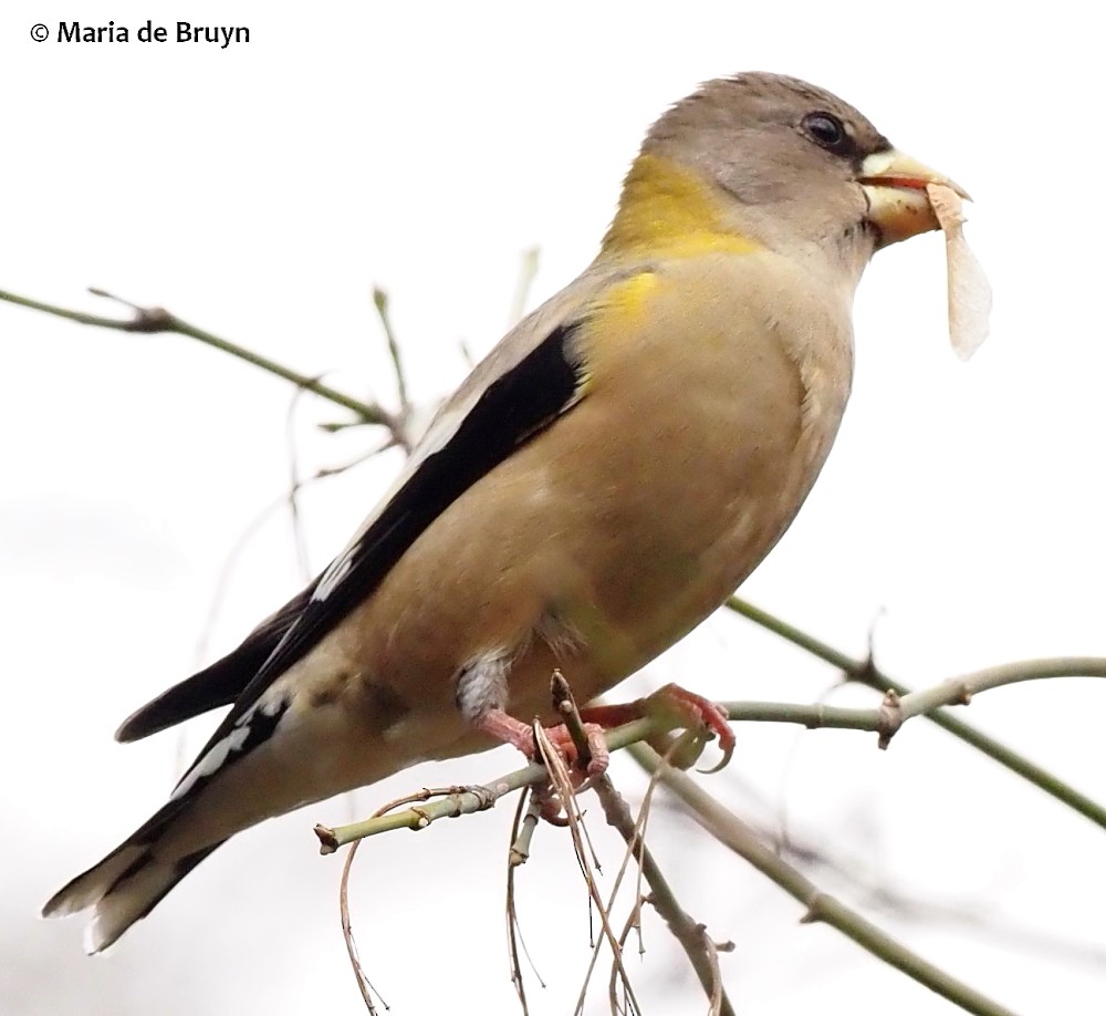 Evening Grosbeak - Maria de Bruyn