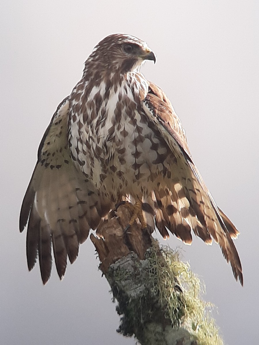 Broad-winged Hawk - ML285577251