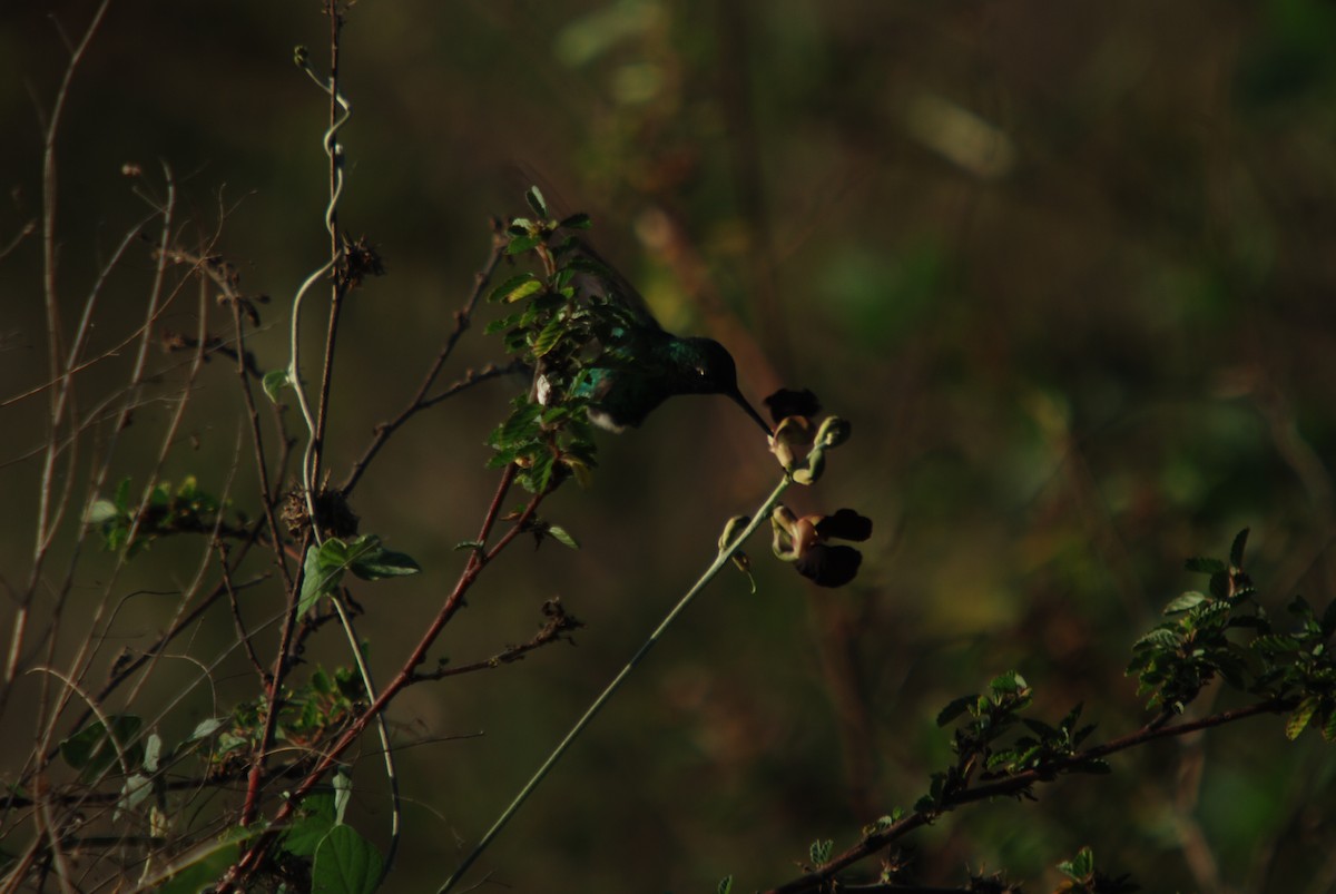 kolibřík modroocasý - ML285577971