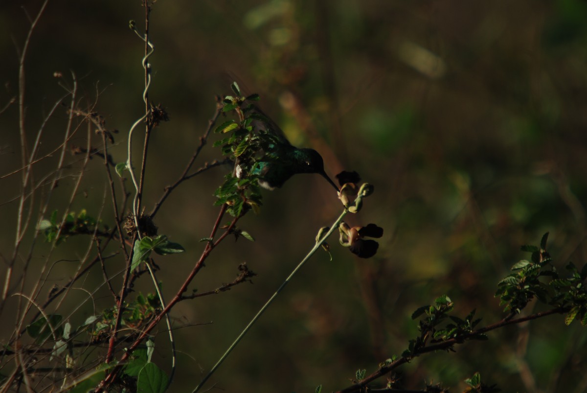 Blauschwanz-Smaragdkolibri - ML285577971