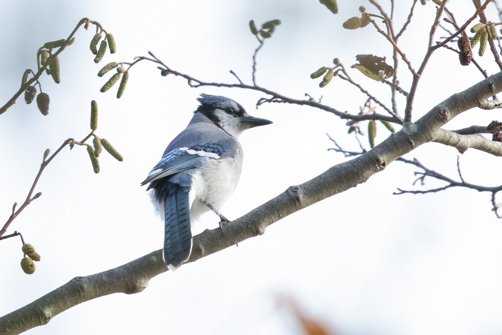 Blue Jay - ML285578051