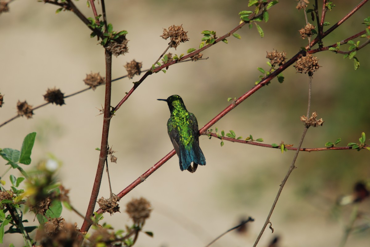 Blauschwanz-Smaragdkolibri - ML285578101