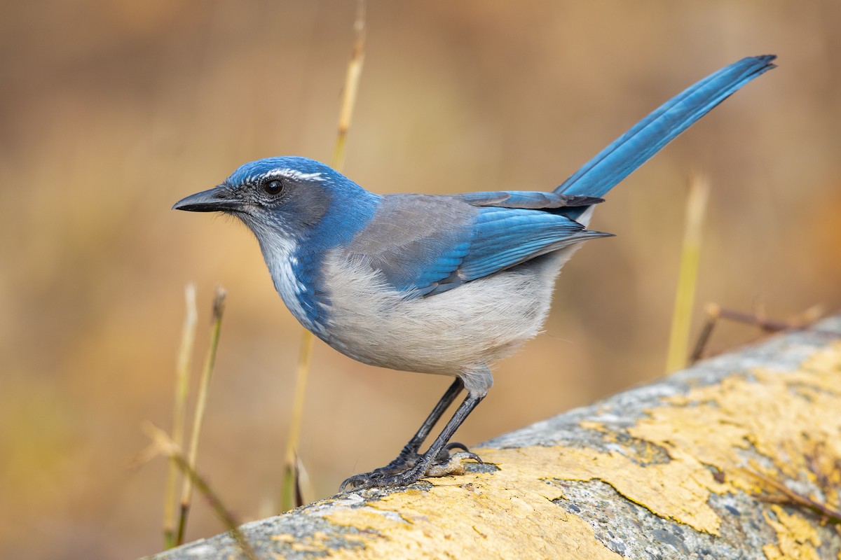 California Scrub-Jay - ML285578111