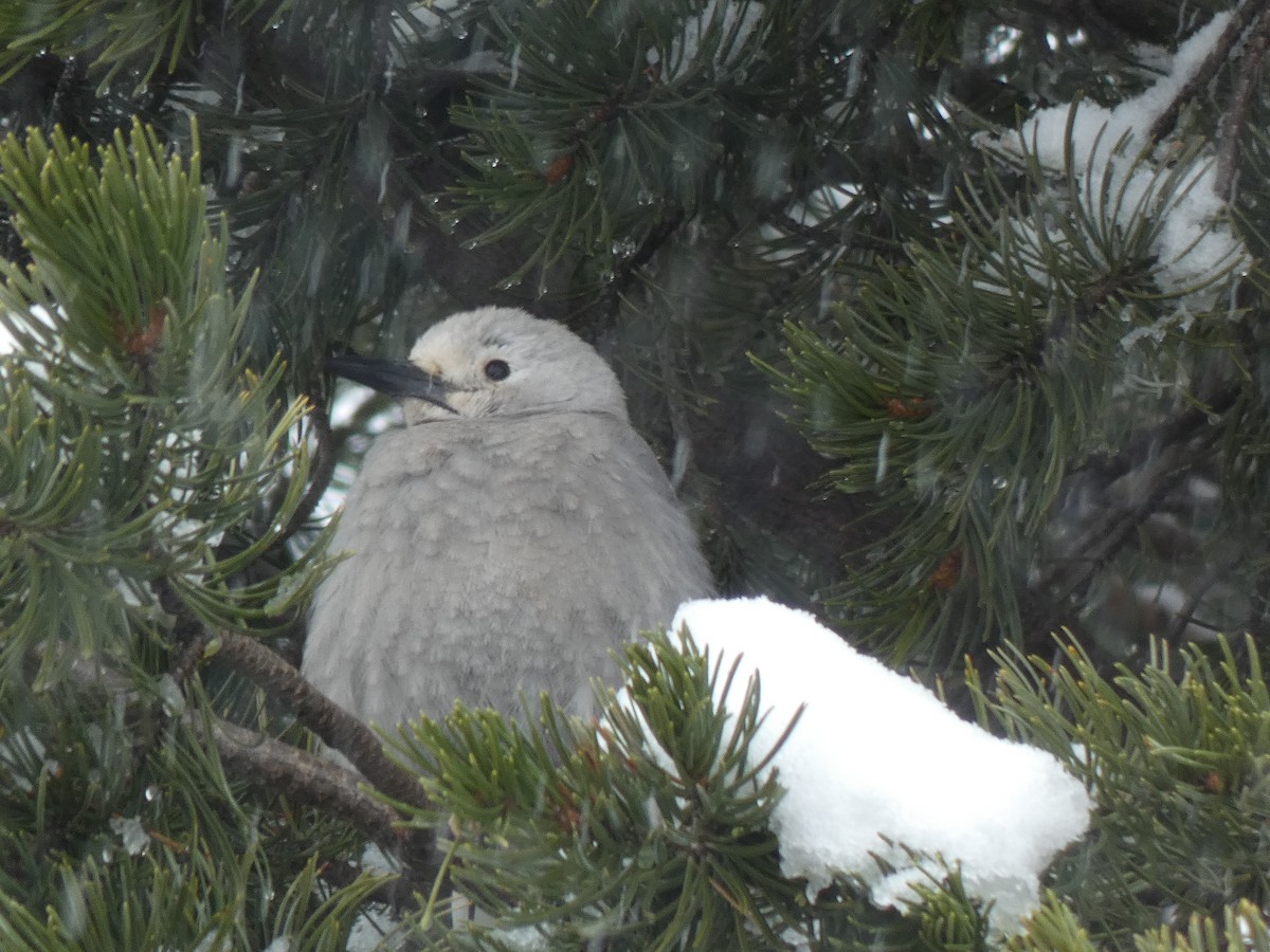 Clark's Nutcracker - ML285578661
