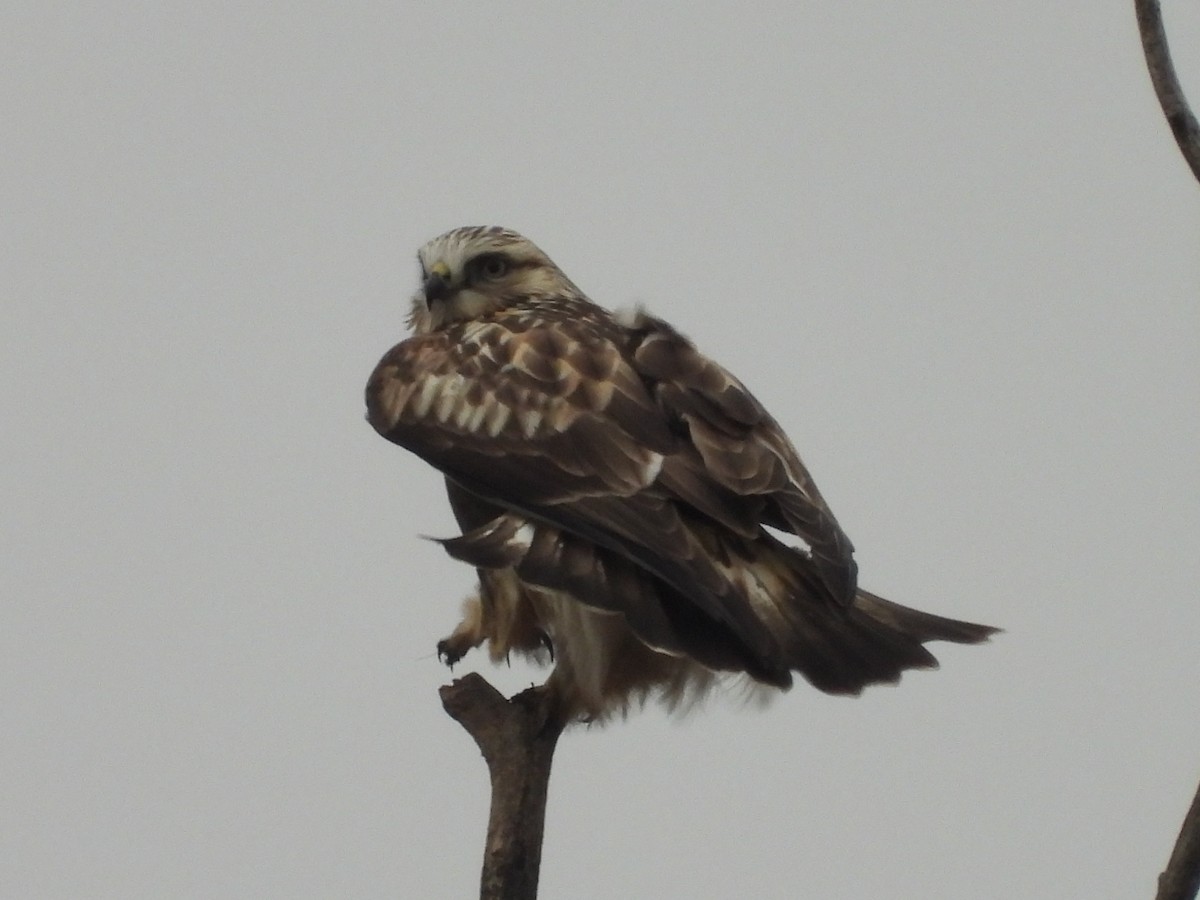 Rough-legged Hawk - ML285579041