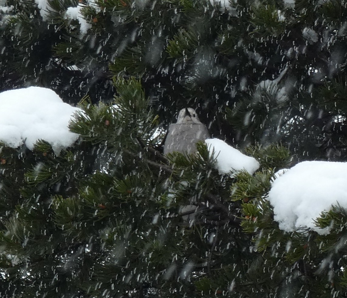 Clark's Nutcracker - ML285579221