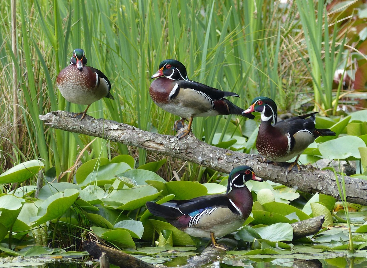 Wood Duck - Paul Prappas
