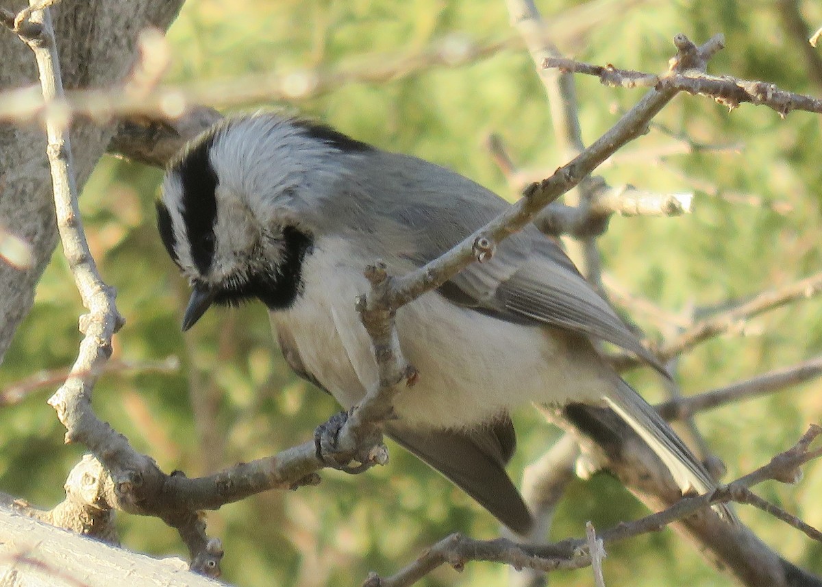 Mountain Chickadee - Kelli Egbert