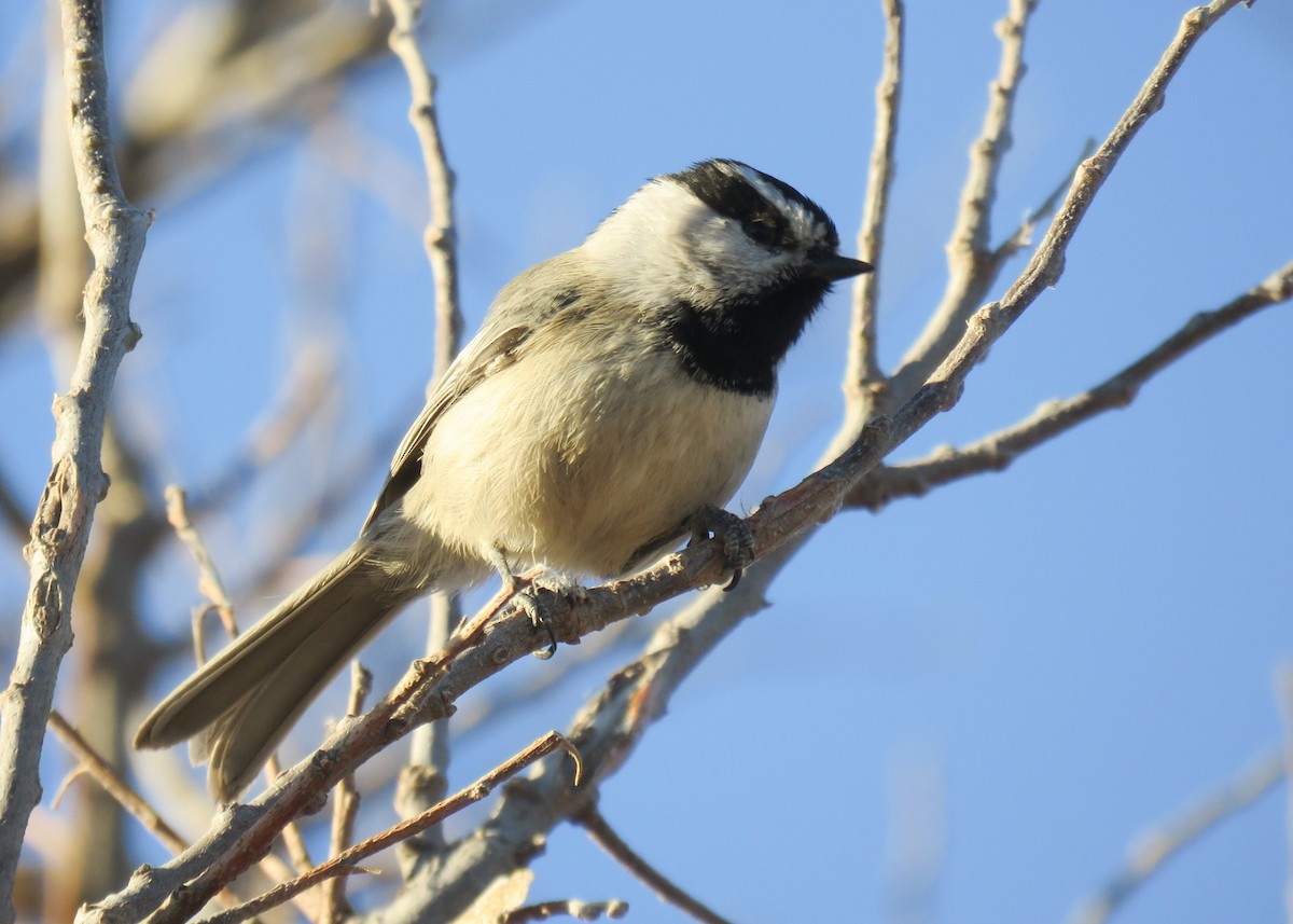 Mountain Chickadee - Kelli Egbert