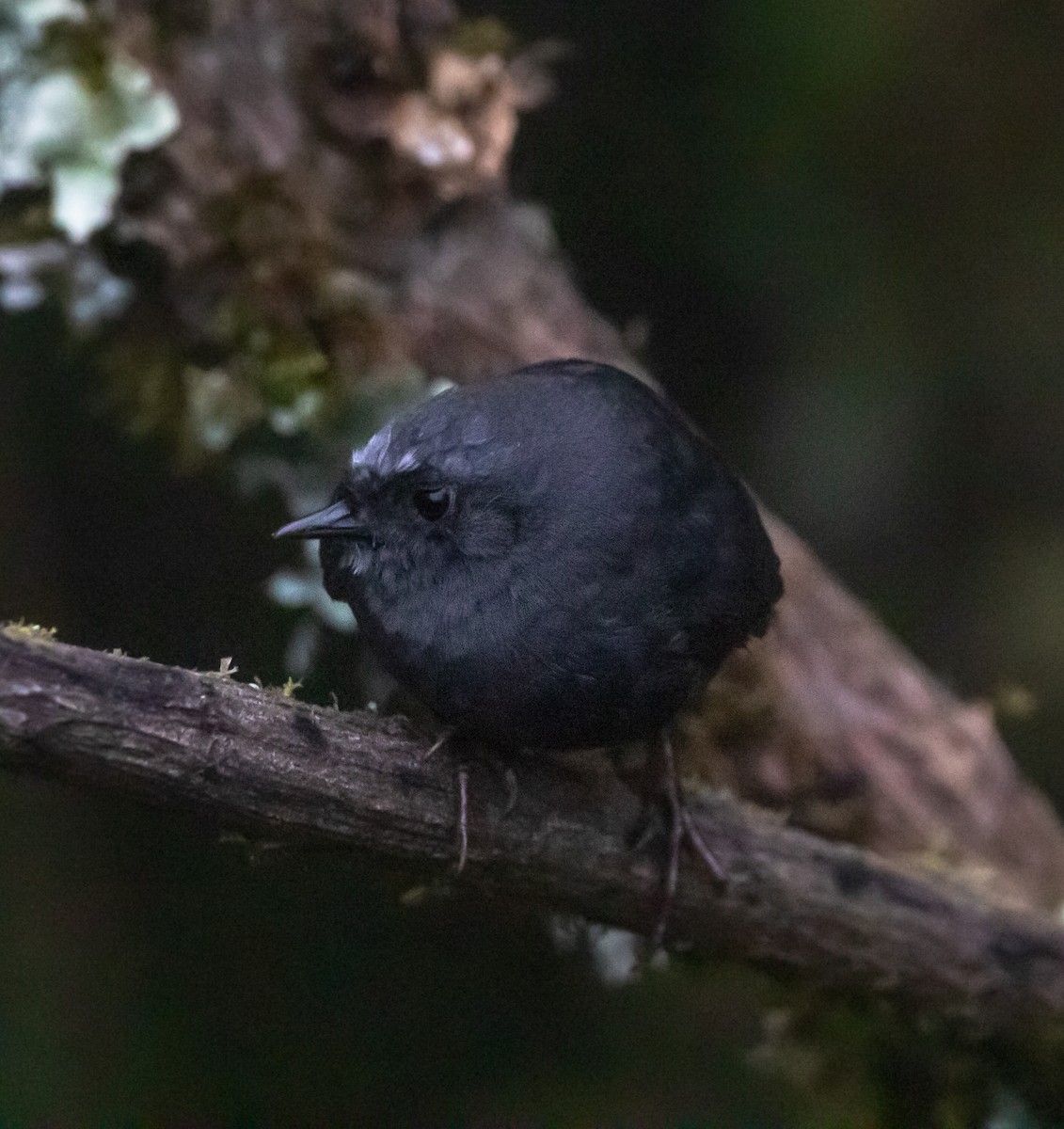 Diademed Tapaculo - ML285582671