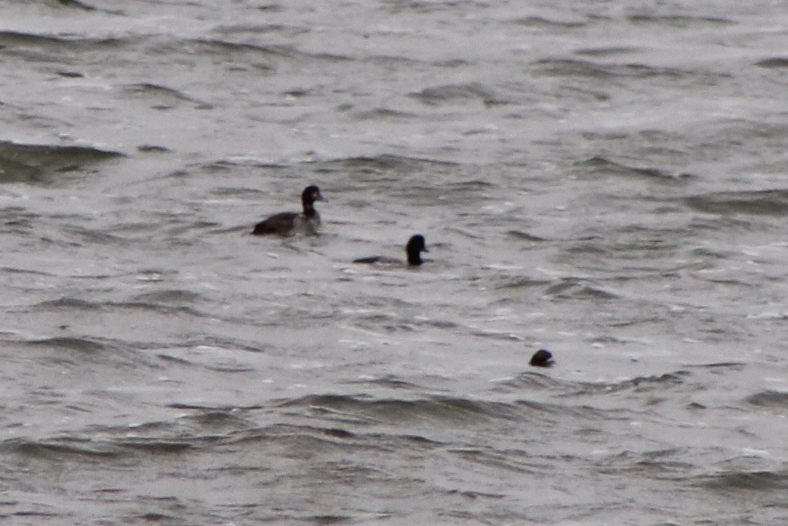 Lesser Scaup - ML285582851