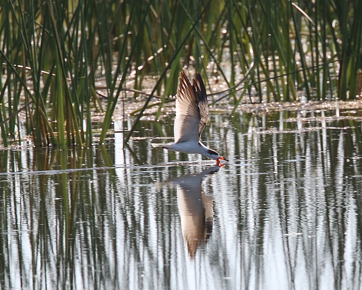 Чёрный водорез - ML285583131