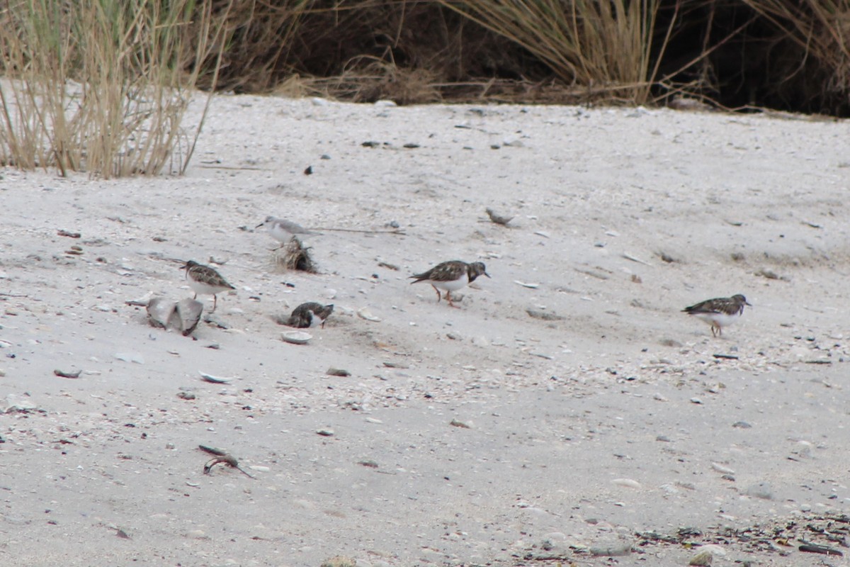 Ruddy Turnstone - ML285583271