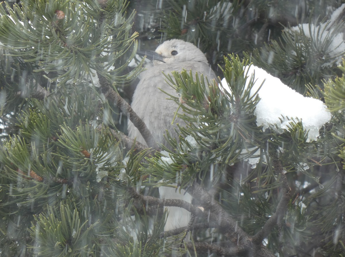Clark's Nutcracker - ML285583371