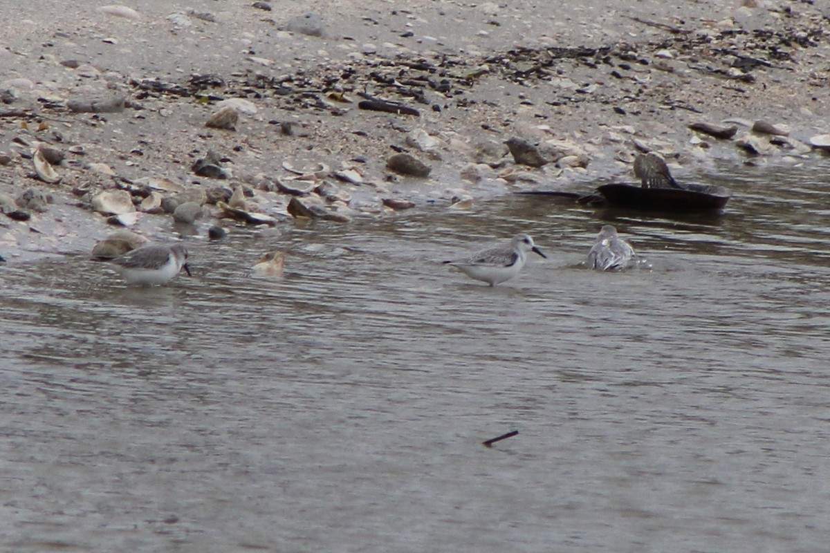 Sanderling - ML285583381