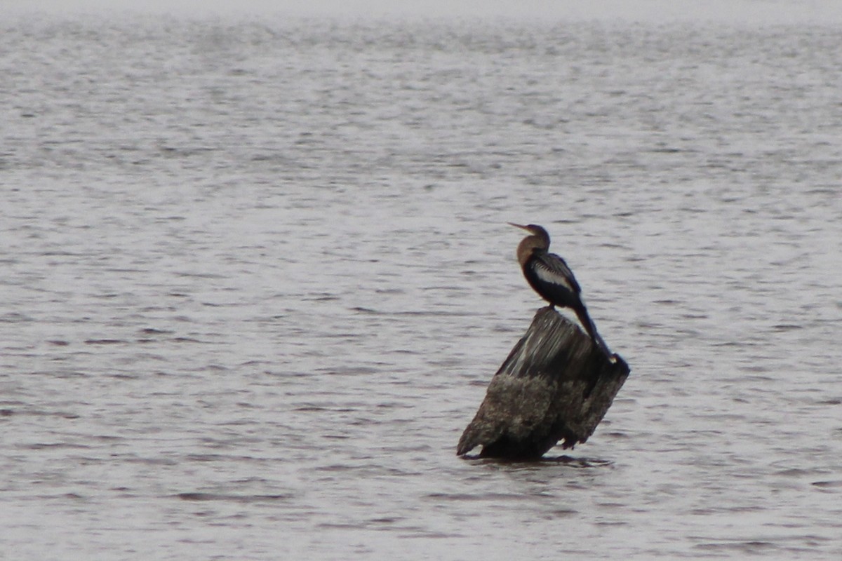 anhinga americká - ML285583551