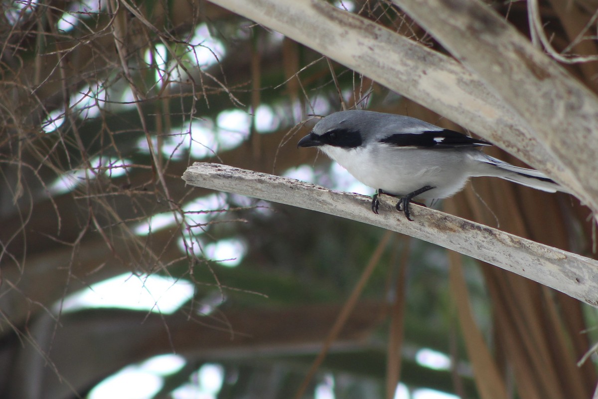 Loggerhead Shrike - ML285583731