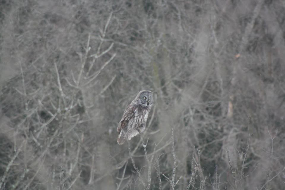 Great Gray Owl - ML285585301