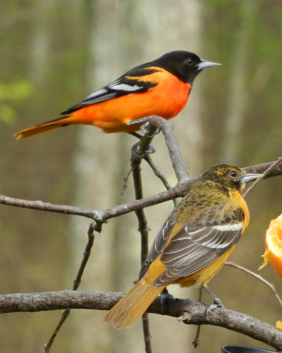 Baltimore Oriole - ML285588851