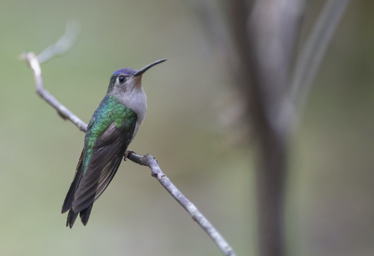 Wedge-tailed Sabrewing - Rob Cahill